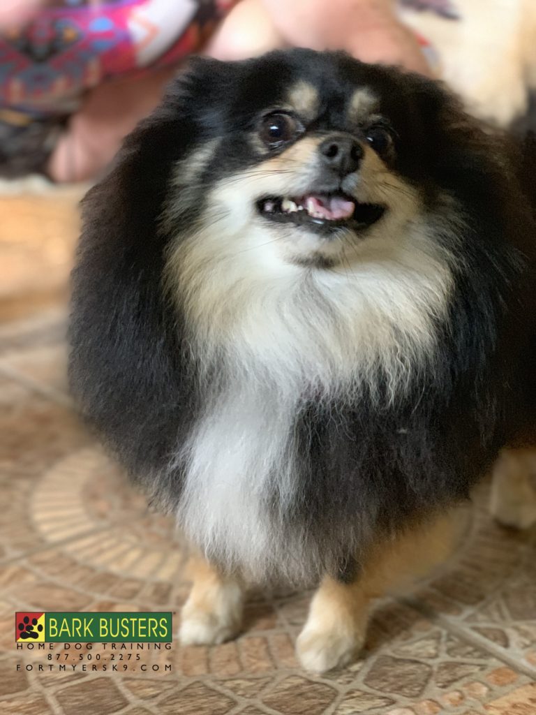 #pomeranian #dogsofbarkbusters #fortmyersk9