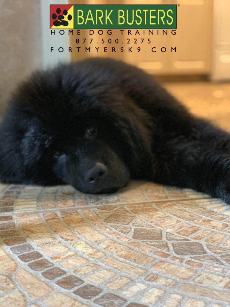 #newfoundland #dogsofbarkbusters #fortmyersk9