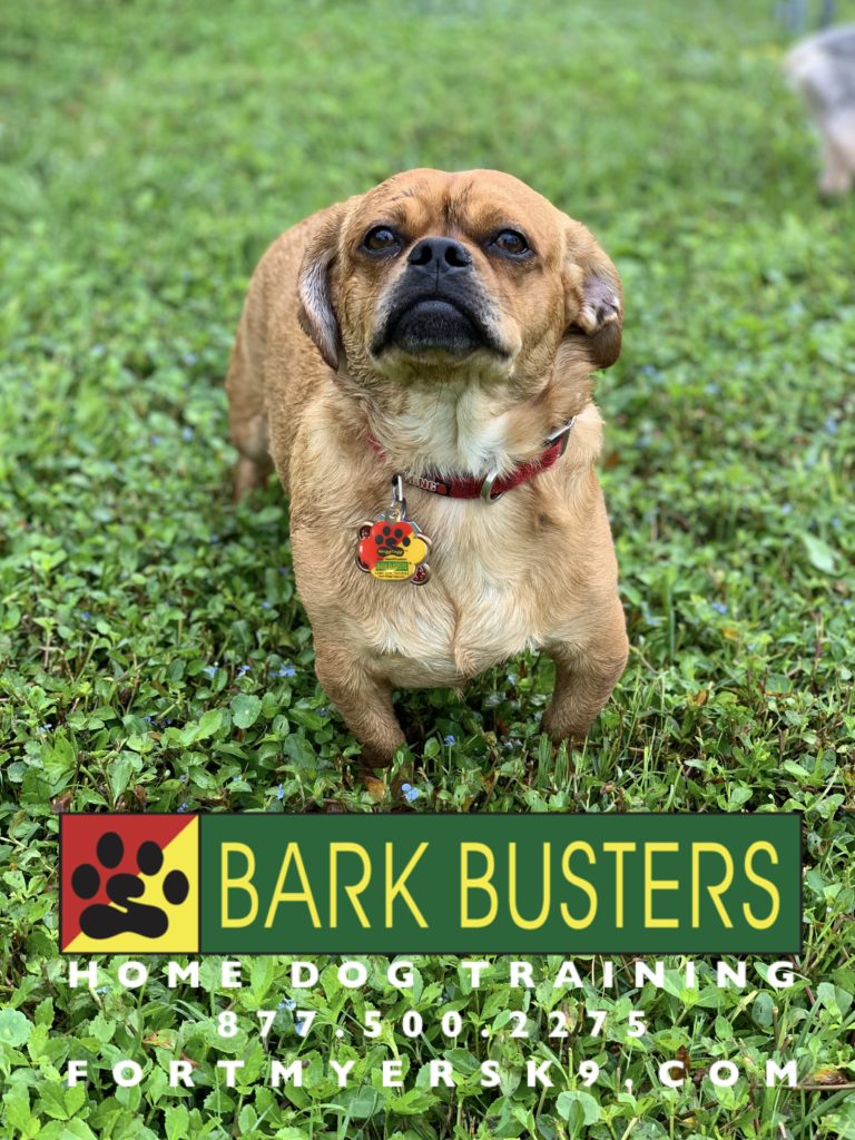 #pekineagle #pekinese #beagle #fortmyersk9 #speakdogbarkbusters #dogsofbarkbusters