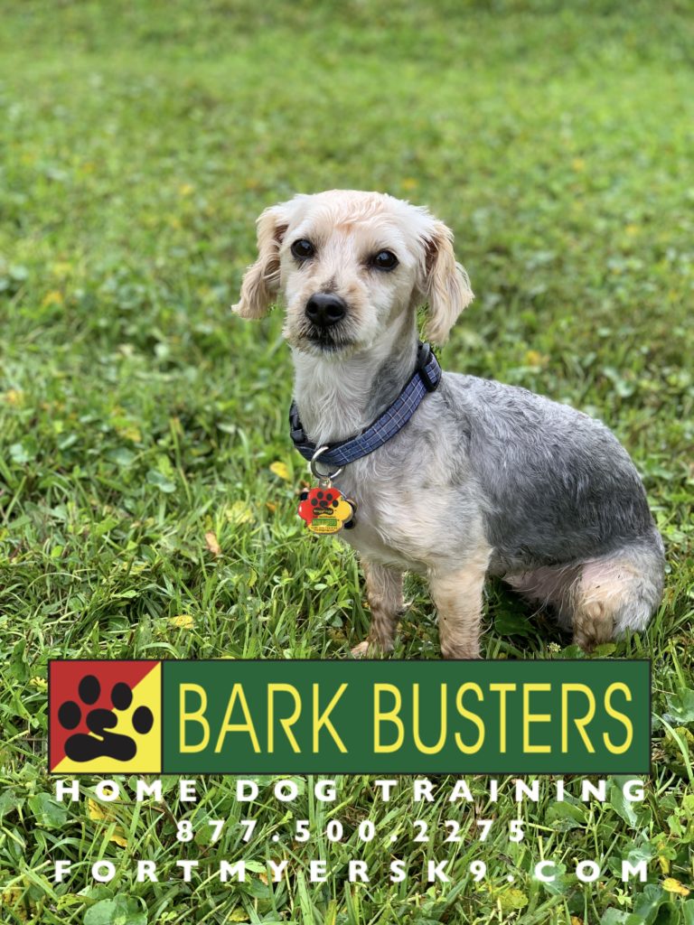 #maltese #fortmyersk9 #speakdogbarkbusters #dogsofbarkbusters
