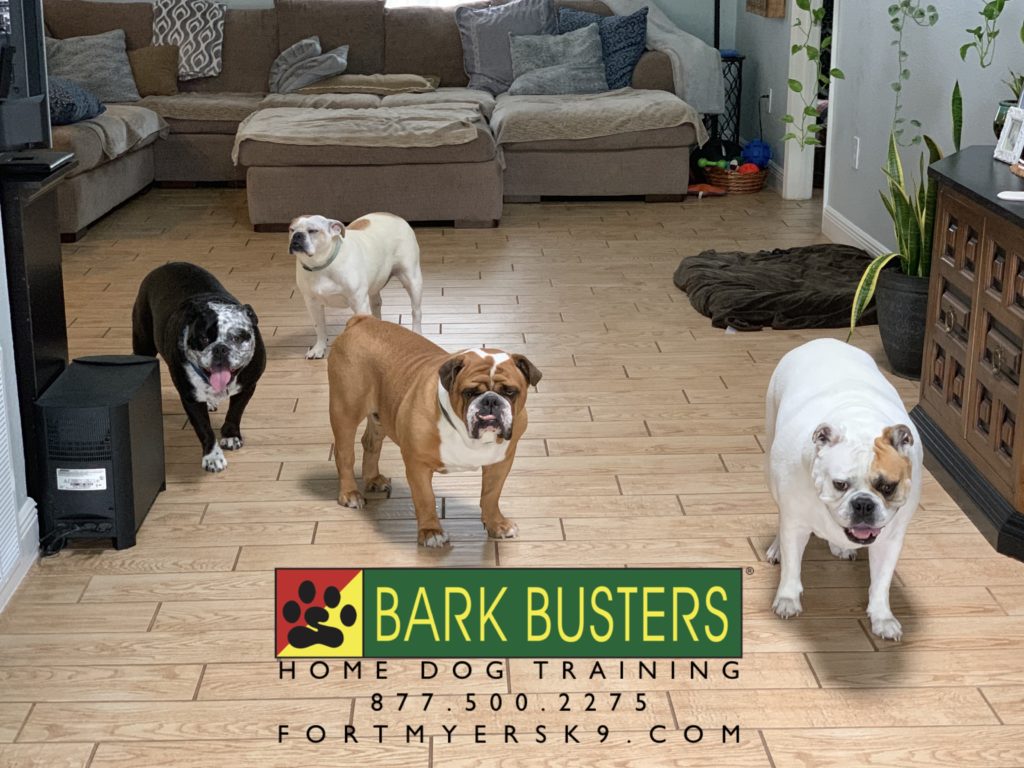 #englishbulldog #fortmyersk9 #speakdogbarkbusters #dogsofbarkbusters