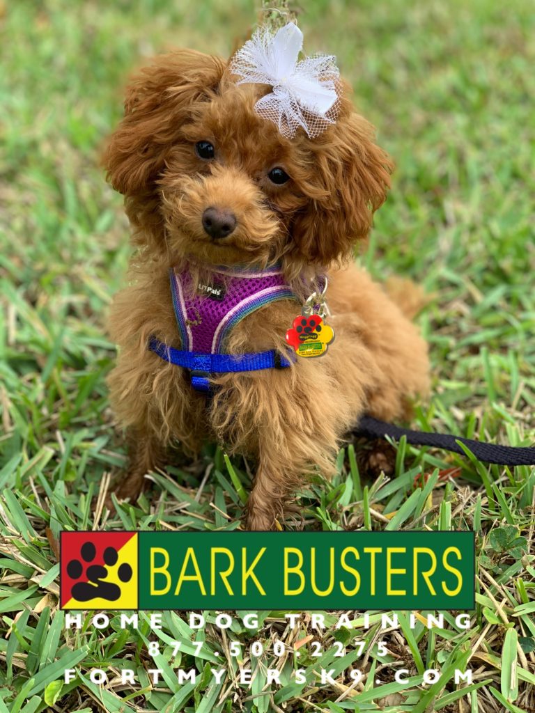 #toypoodle #poodle #fortmyersk9 #speakdogbarkbusters