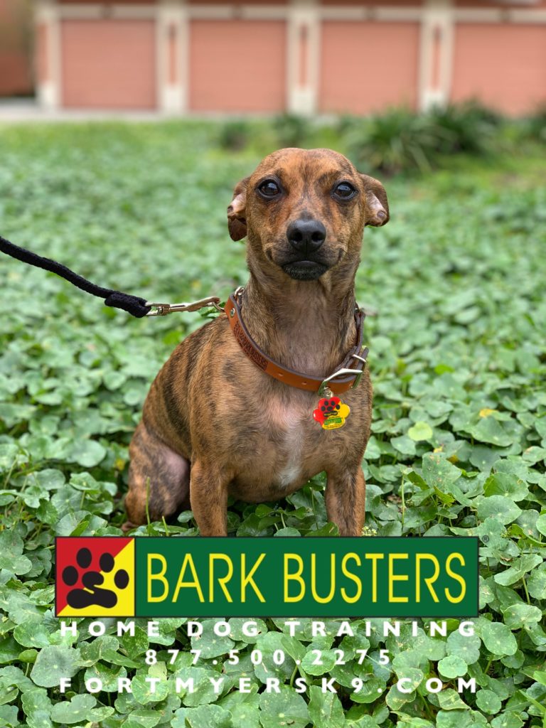 #chiweenie #fortmyersk9 #speakdogbarkbusters