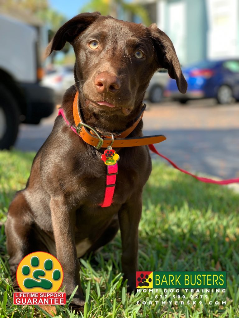 #chocolatelabrador #dogsofbarkbusters #labradorretriever #speakdogbarkbusters #labradorsofinstagram #speakdogchangeyourlife