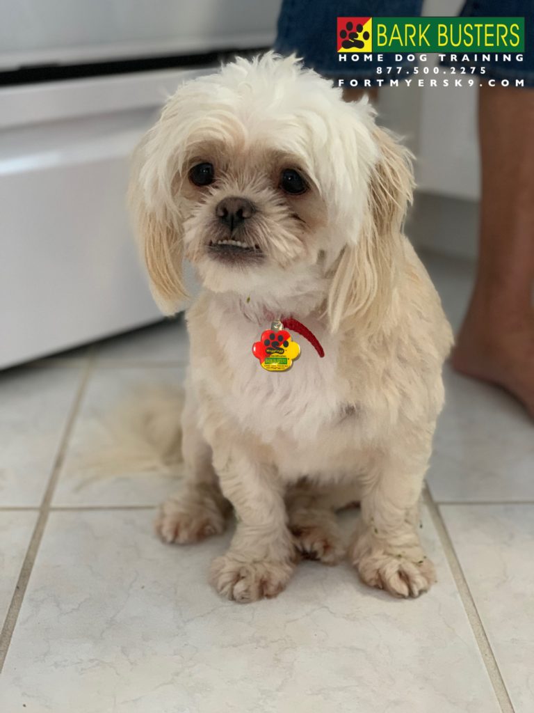 #shihtzu #speakdogbarkbusters #fortmyersk9 #dogsofbarkbusters