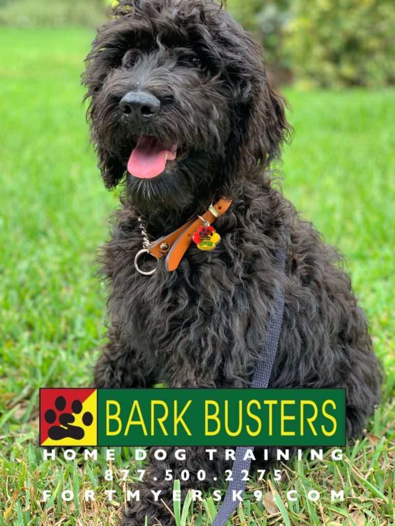 #fortmyersk9 #groodle #dogsofbarkbusters #goldendoodle #speakdogchangeyourlife