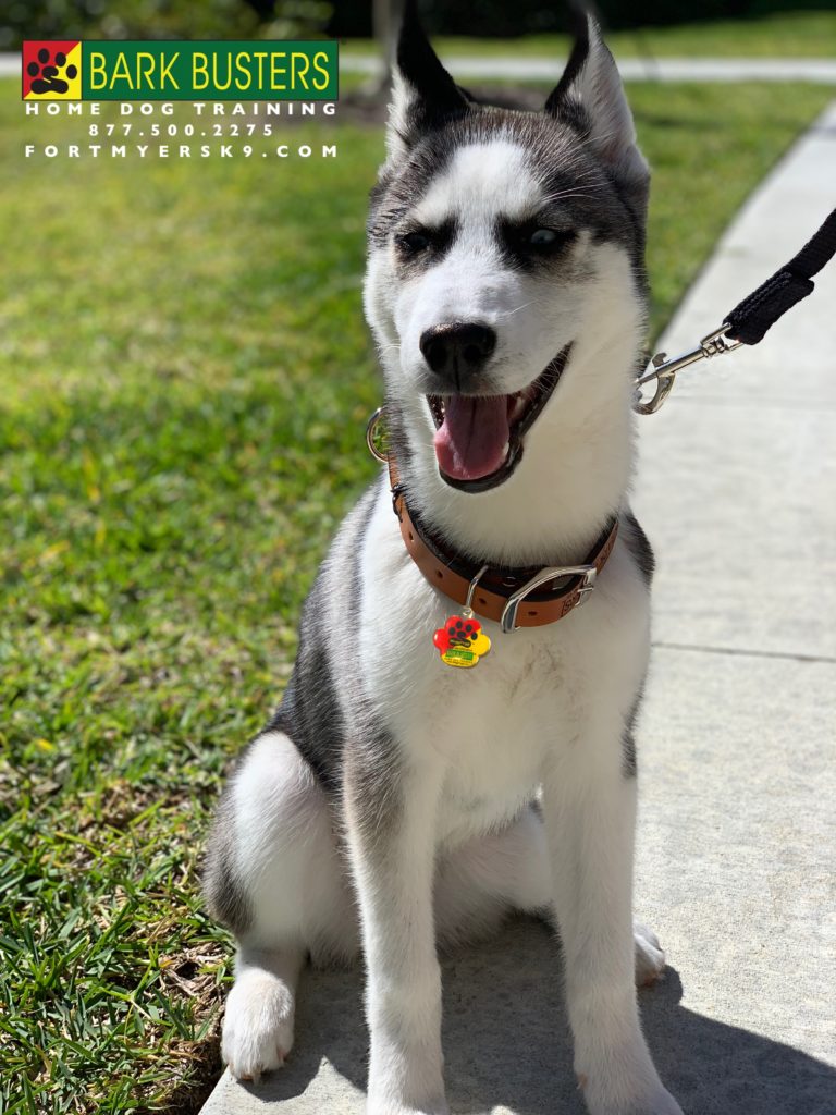#dogsofbarkbusters #siberianhusky #speakdogbarkbusters #siberianhuskypuppy #speakdogbarkbusters