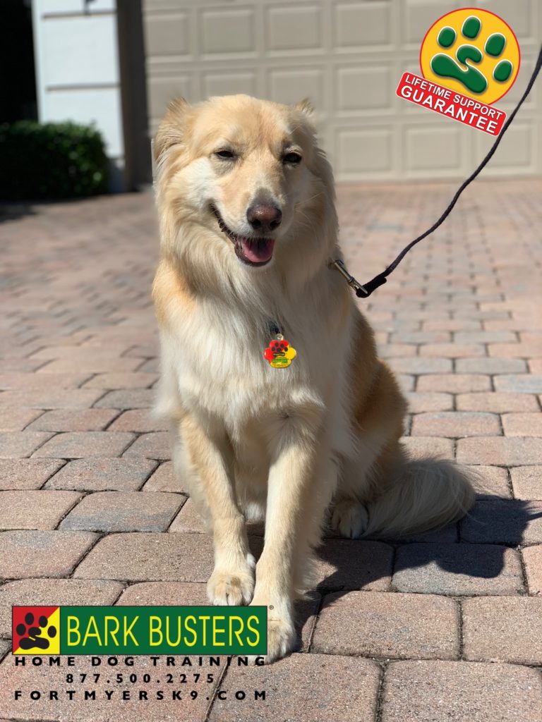 #noshock #noshockcollarneeded #speakdogbarkbusters #speakdogchangeyourlife #dogsofbarkbusters