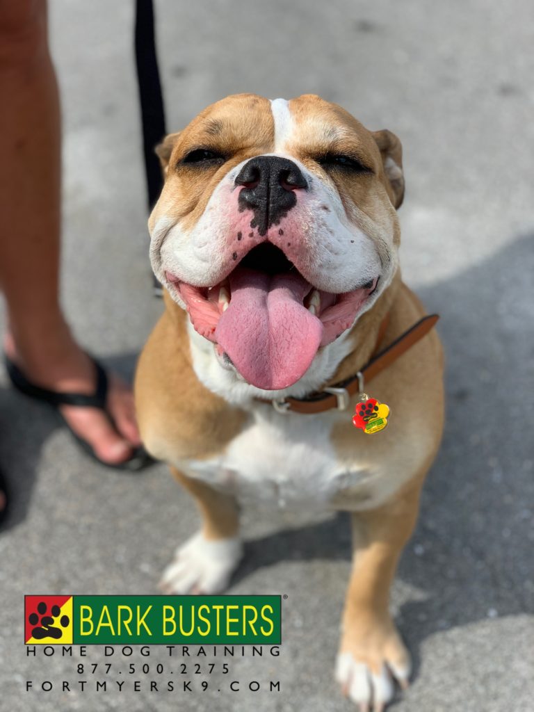 #dogsofbarkbusters #englishbulldog #speakdogchangeyourlife