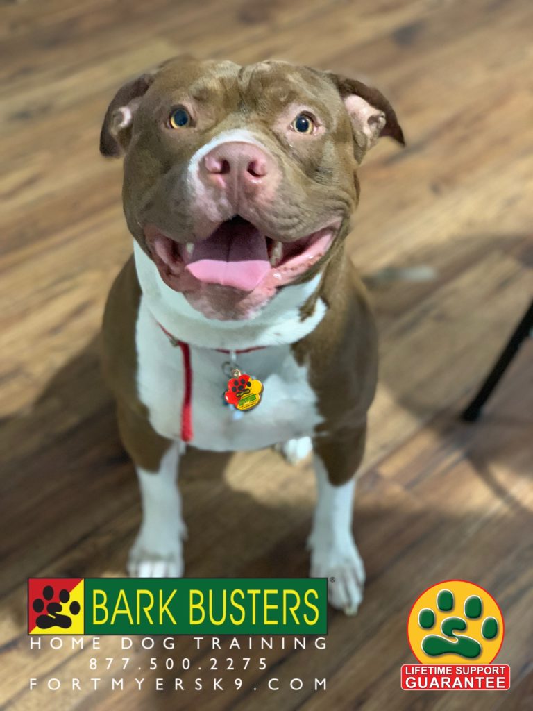 #pityparty #pitbull #pitbullsofinstagram. #dogsofbarkbusters #speakdogbarkbusters #speakdogchangeyourlife