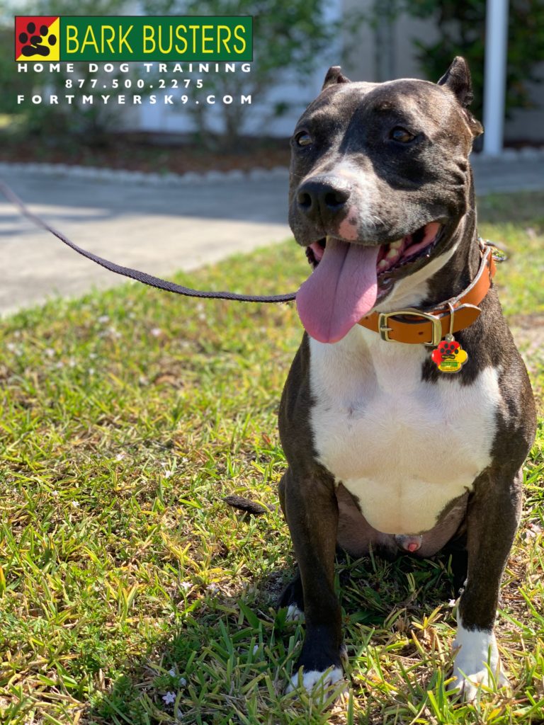 #pitmix #separationanxiety #fortmyersk9 #dogsofbarkbusters #speakdogchangeyourlife