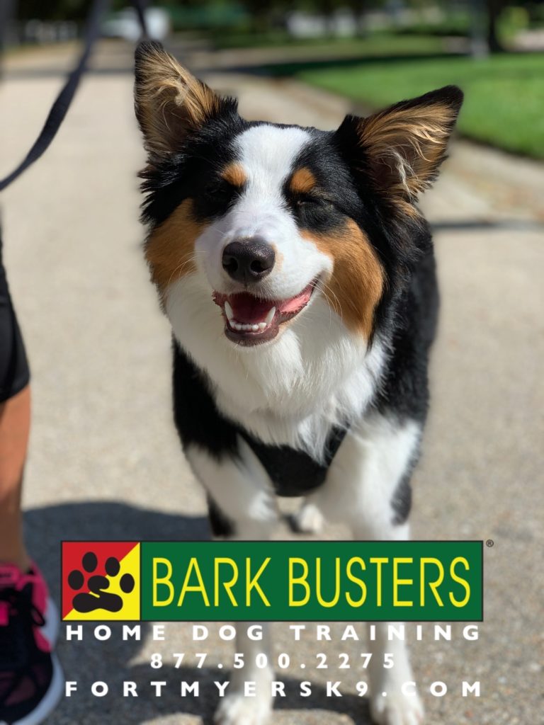 #dogsofbarkbusters #australianshepherd #speakdogchangeyourlife #speakdogbarkbusters