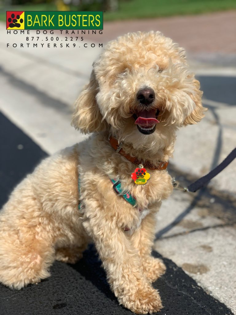 #speakdogbarkbusters #morkiepoo #speakdogchangeyourlife #morkiepoosofinstagram #dogsofbarkbusters