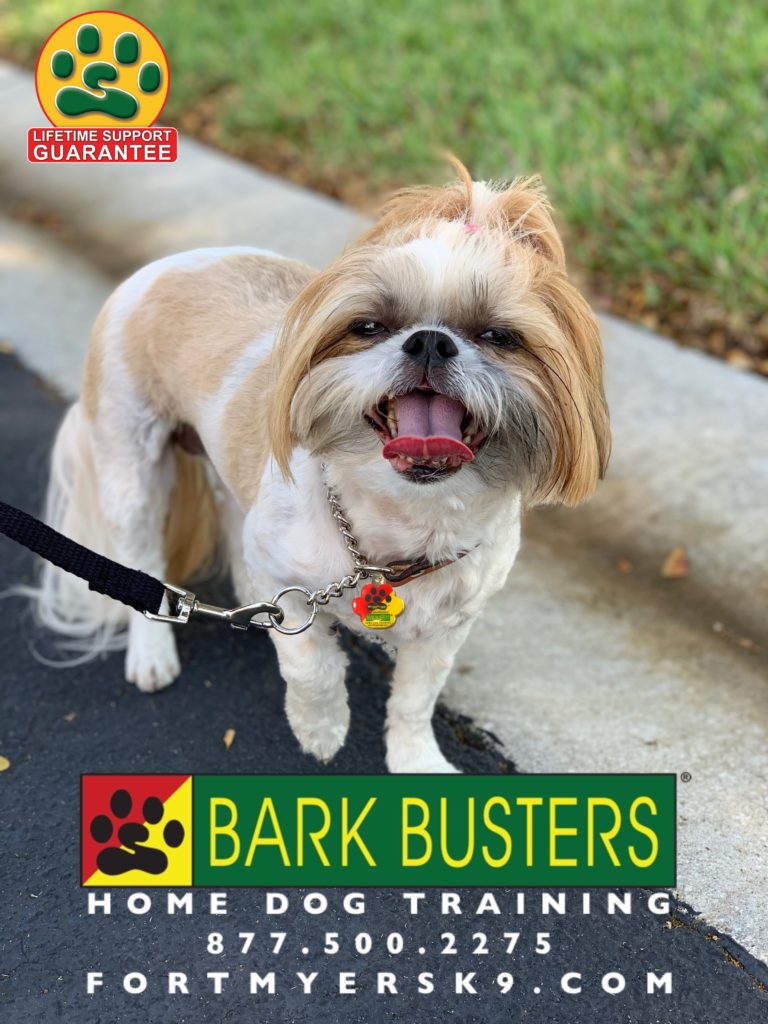 #shihtzu #speakdogbarkbusters #dogsofbarkbusters #shihtzusofinstagram #speakdogchangeyourlife