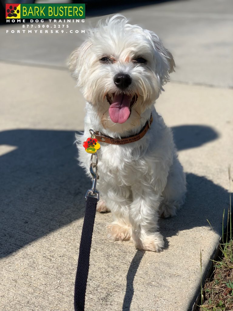 #maltipoo #stopbarking #noprong #dogsofbarkbusters #speakdogbarkbusters #speakdogchangeyourlife