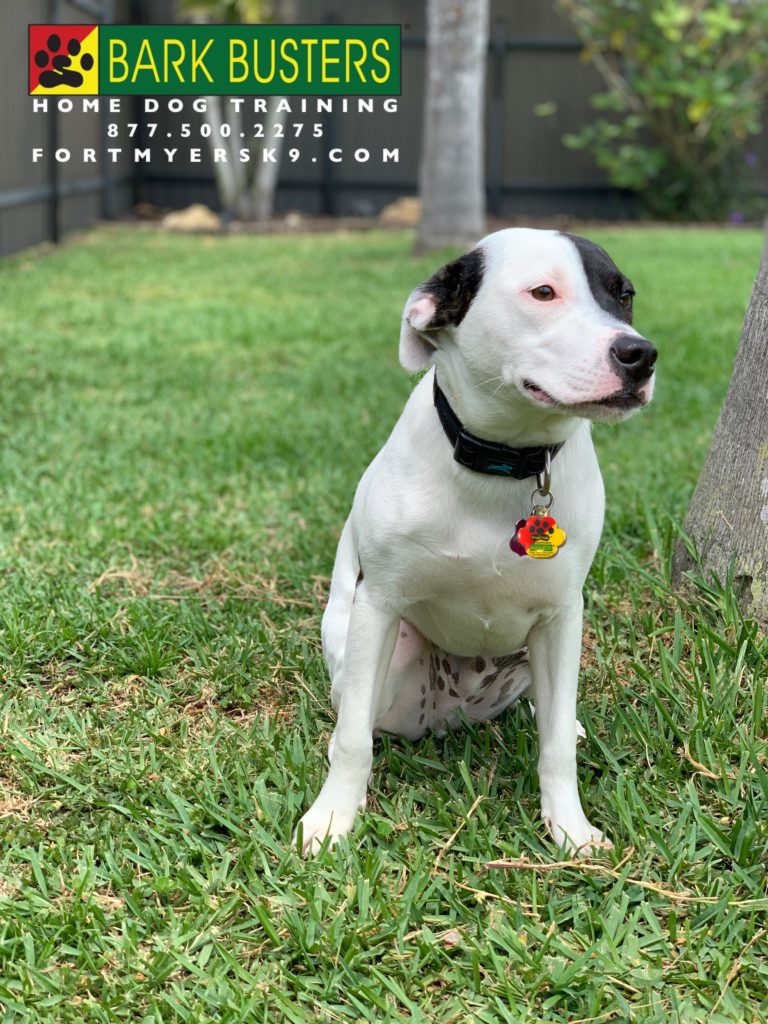 #pitmix #separationanxiety #fortmyersk9 #dogsofbarkbusters #speakdogchangeyourlife