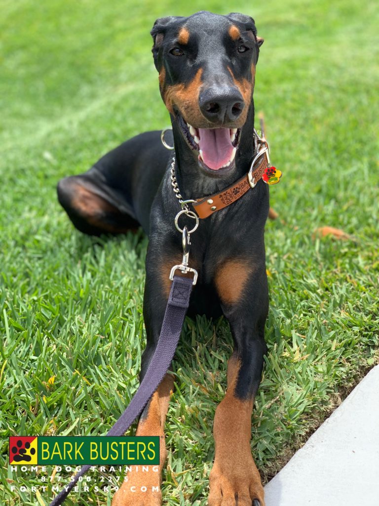 #dogsofbarkbusters #doberman #speakdogbarkbusters #dobermanpinscher #speakdogchangeyourlife @fortmyersk9