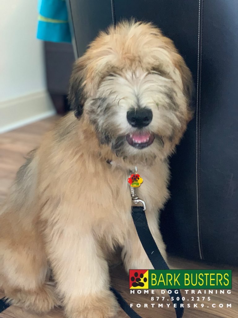 #SCWT. #dogsofbarkbusters. #fortmyersk9