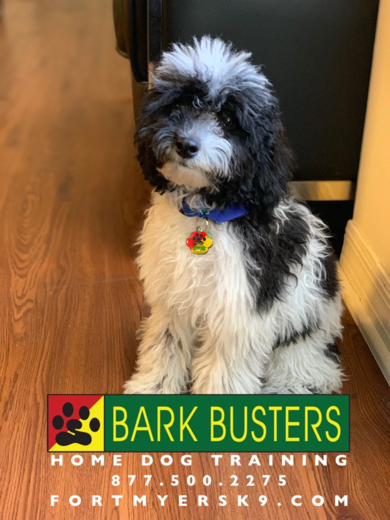 #toypoodle #dogsofbarkbusters #speakdogchangeyourlife