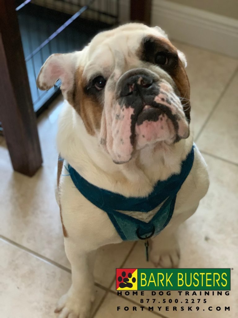 #englishbulldog #speakdogbarkbusters #englishbulldoglife #speakdogchangeyourlife #dogsofbarkbusters