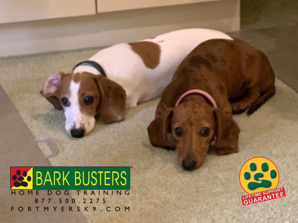 #dogsofbarkbusters #miniaturedachshundpuppy #speakdogchangeyourlife #miniaturedachshund #speakdogbarkbusters