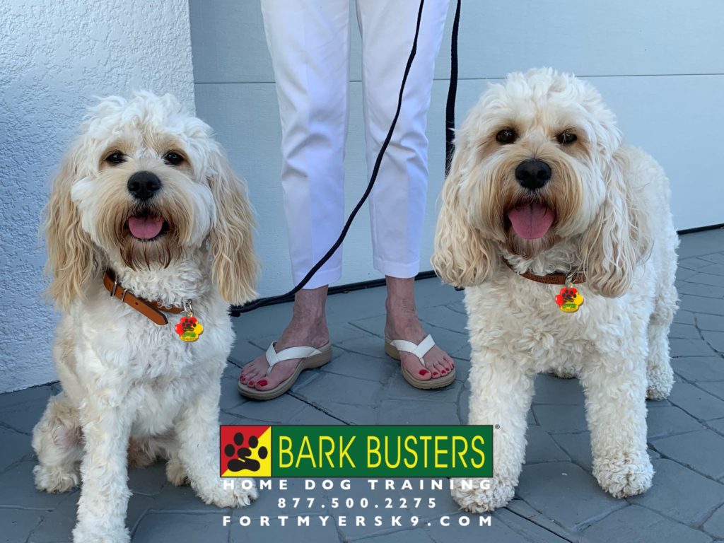 #dogsofbarkbusters #cockapoo #speakdogbarkbusters #cockapoosofinstagram #speakdogchangeyourlife
