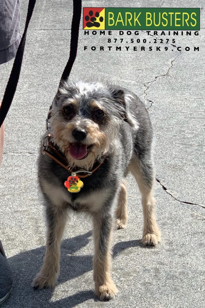 #fortmyersk9 #schnauzermix #dogsofbarkbusters