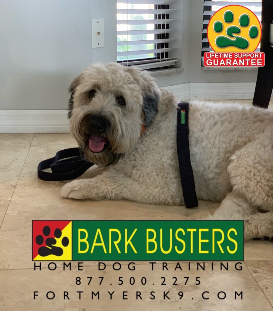 #scwt #softcoatedwheatenterrier #wheatengreeting #dogsofbarkbusters #fortmyersk9