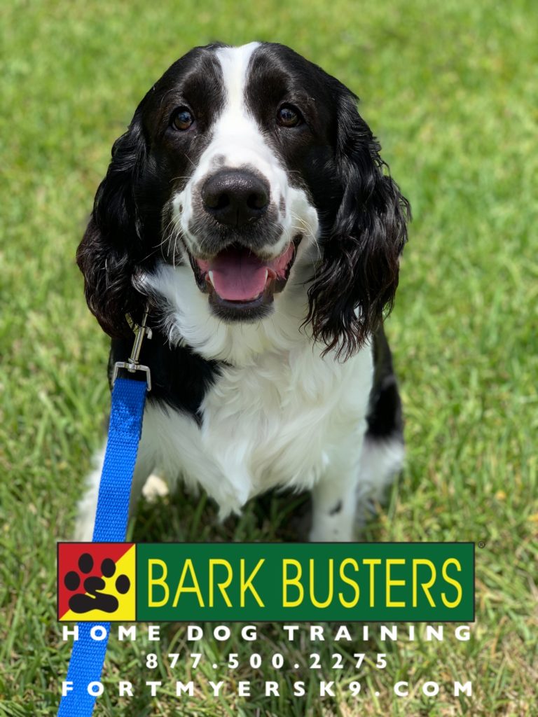 #englishspringerspaniel #speakdogbarkbusters #barkbustersusa #speakdogchangeyourlife #fortmyersk9