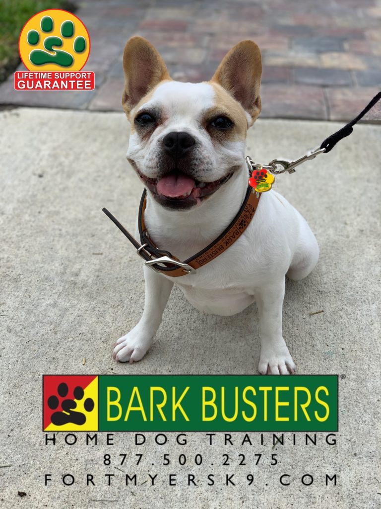 #dogsofbarkbusters #frenchie #speakdogbarkbusters #frenchbulldog #speakdogchangeyourlife #barkbustersusa #frenchbulldog #fortmyersk9