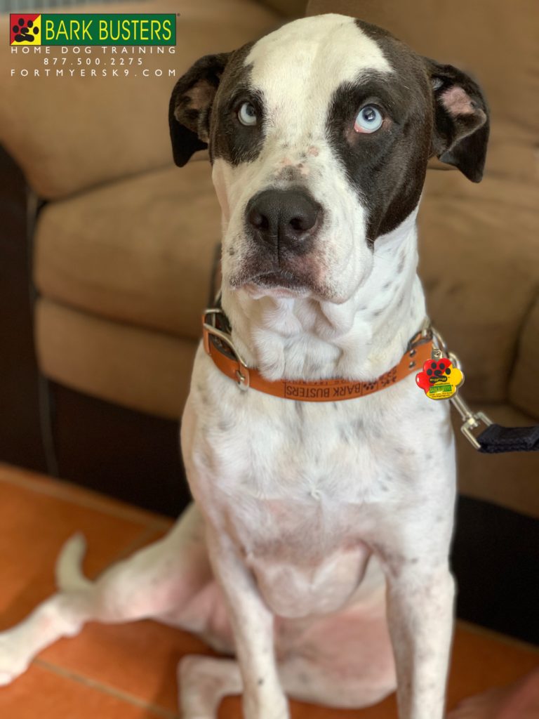 #siblingrivalry #catahoulamix #rhodesianridgeback #dogsofbarkbusters #speakdogchangeyourlife #speakdogbarkbusters #barkbustersusa #fortmyersk9