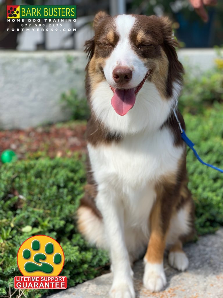#australianshepherd. #nopulling #noprongcollarneeded #speakdogchangeyourlife #fortmyersk9 #barkbustersusa