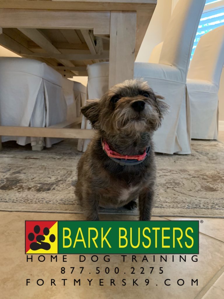 #dogsofbarkbusters #fortmyersk9 #barkbustersusa