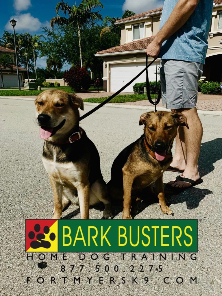 #gsdmix. #dogsofbarkbusters. #fortmyersk9. #barkbustersusa