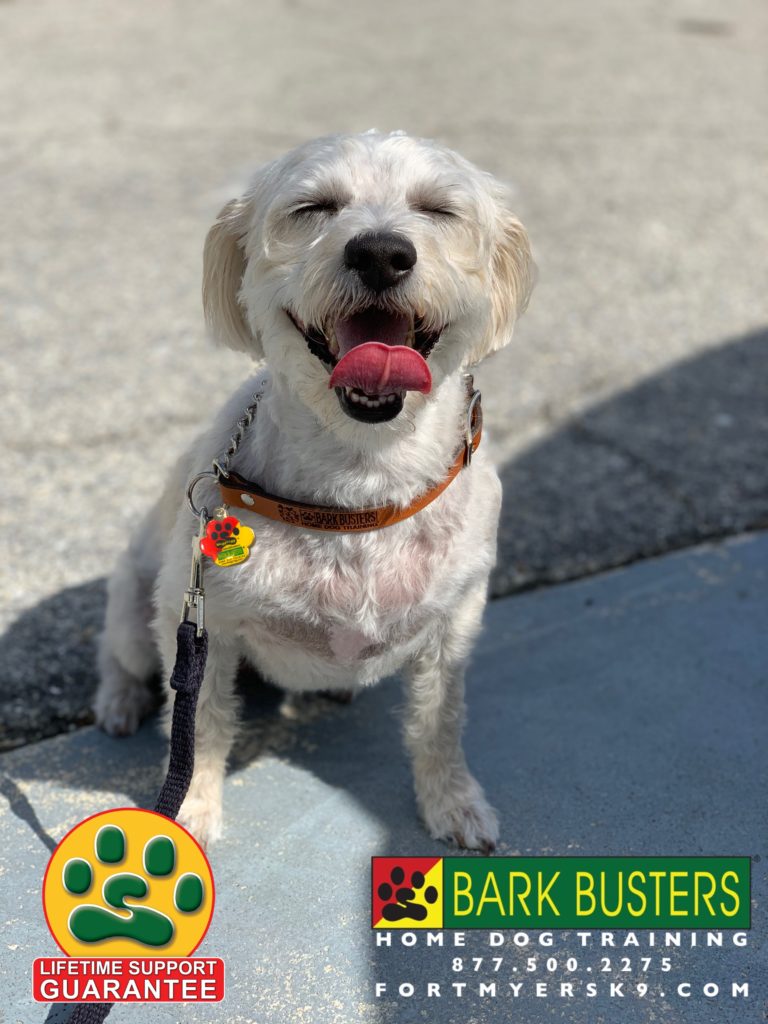 #yorkiepoo #fortmyersk9. #yorkiepoodle #speakdogbarkbusters #yorkiepoodlesofinstagram #speakdogchangeyourlife #dogsofbarkbusters
