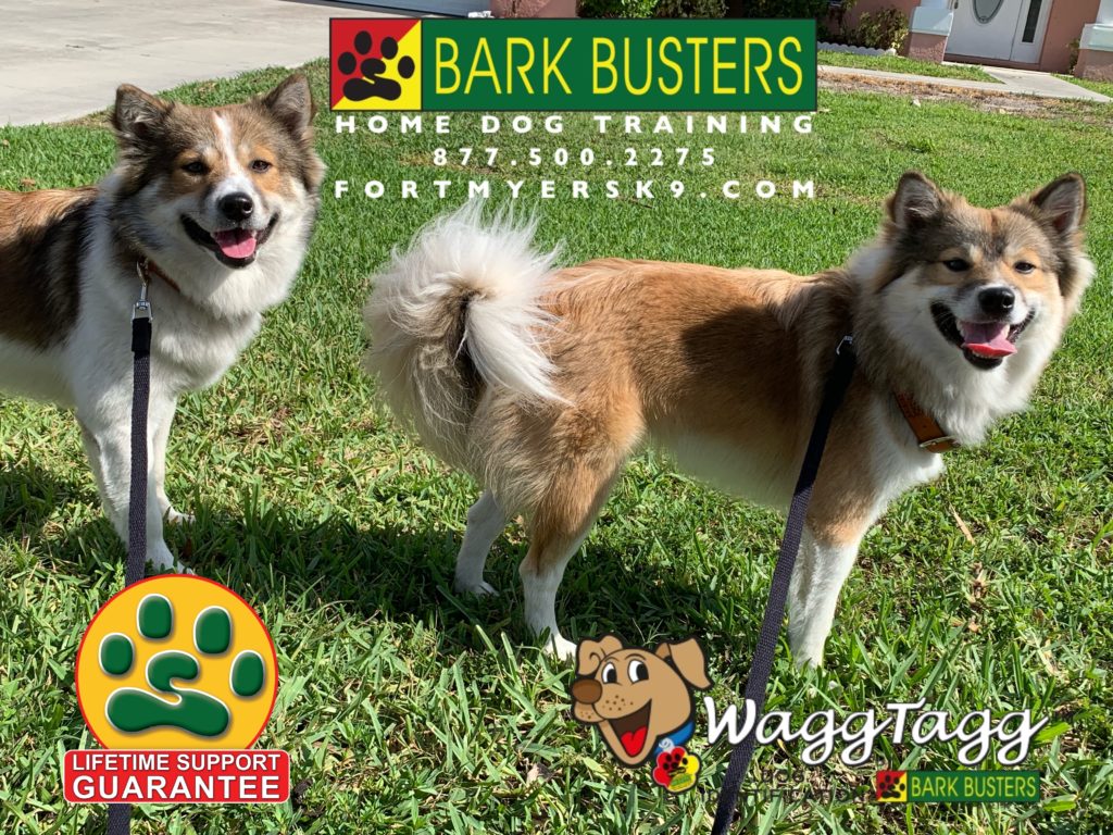 #eskinu #dogsofbarkbusters #imoinu #speakdogchangeyourlife #shibamoscow #speakdogbarkbusters #barkbustersusa #fortmyersk9