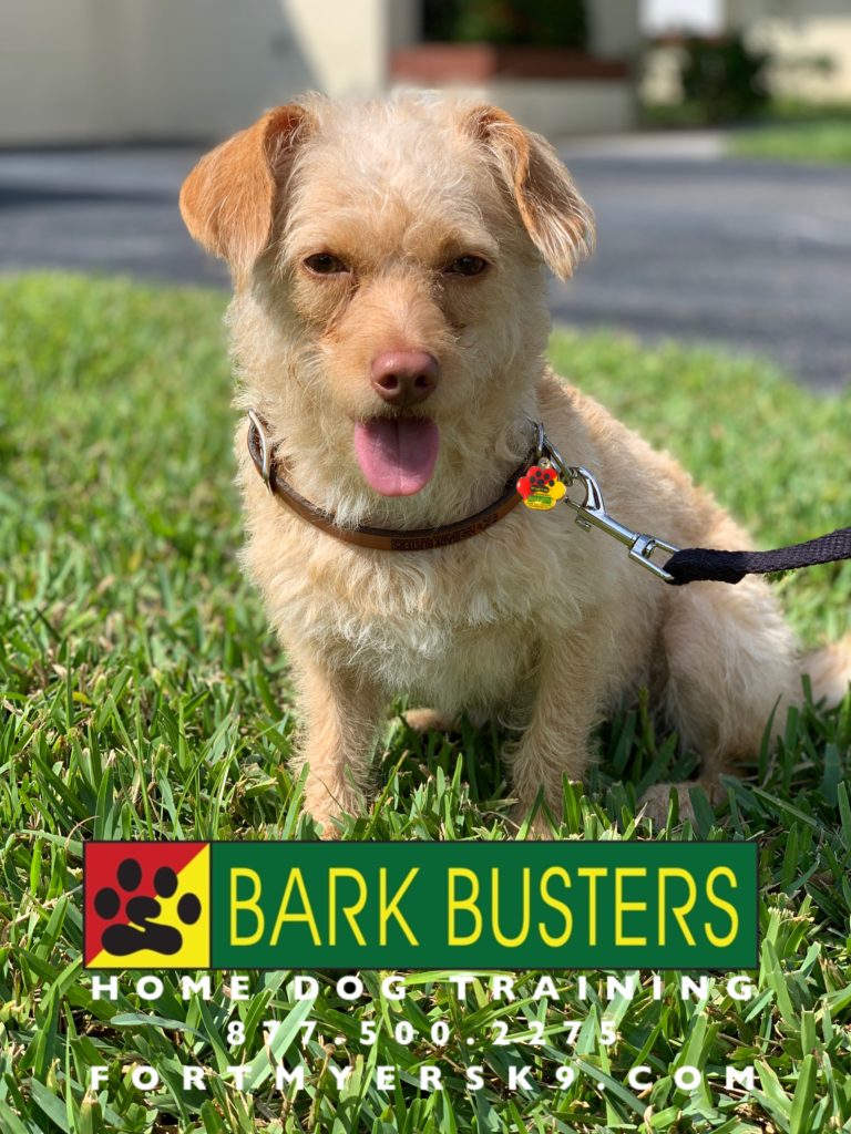 #terriersofinstagram #dogsofbarkbusters #terriermix #barkbustersusa #terriermixesofinstagram #speakdogchangeyourlife #speakdogbarkbusters #fortmyersk9
