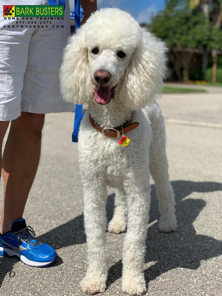 #poodle #dogsofbarkbusters #poodlesofinstagram #speakdogbarkbusters #speakdogchangeyourlife #barkbustersusa #fortmyersk9