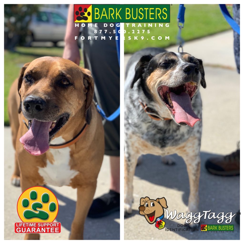 #rhodesianridgeback #houndmix #bluetickbeagle #speakdogbarkbusters #speakdogchangeyourlife #barkbustersusa #fortmyersk9