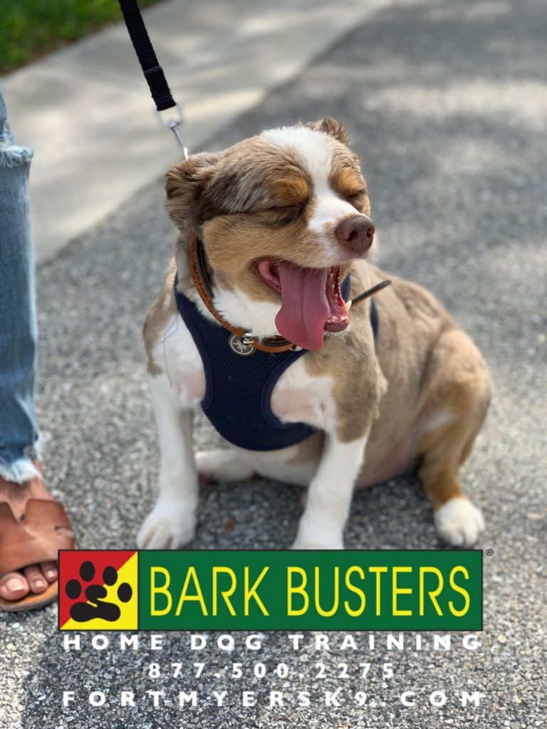 #miniaussie. #dogsofbarkbusters #australianshepherd #fortmyersk9 #speakdogchangeyourlife #speakdogbarkbusters