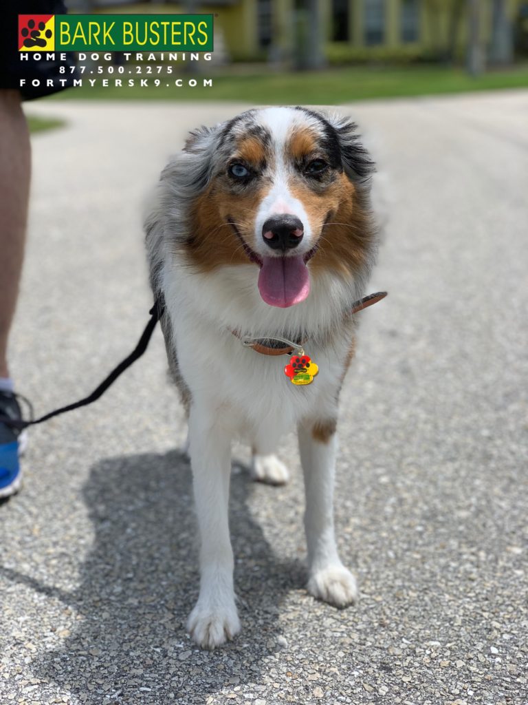 #dogsofbarkbusters #miniaussie #speakdogchangeyourlife #miniatureaustralianshepherd #speakdogbarkbusters #barkbustersusa