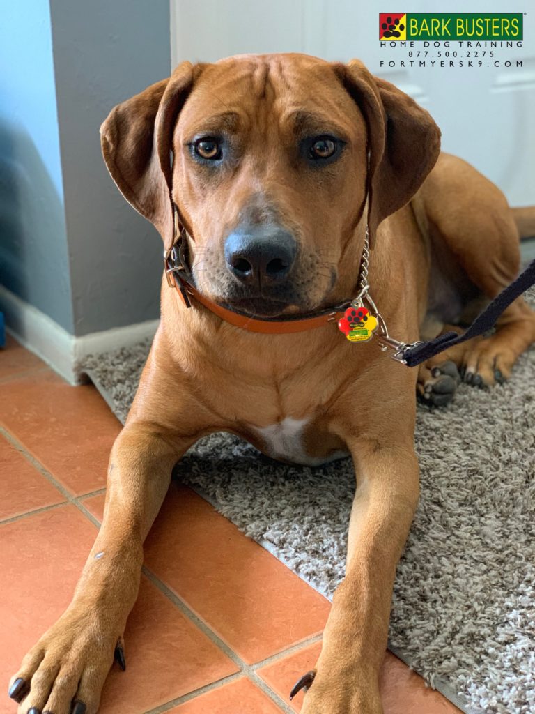 #siblingrivalry #catahoulamix #rhodesianridgeback #dogsofbarkbusters #speakdogchangeyourlife #speakdogbarkbusters #barkbustersusa #fortmyersk9