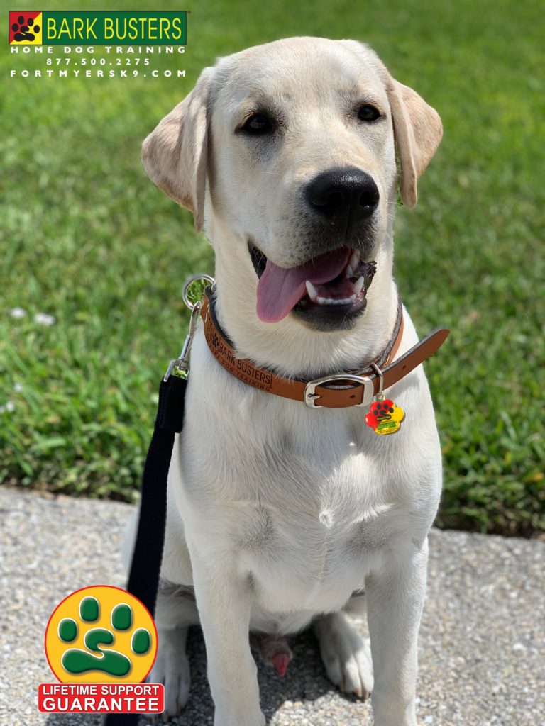 #dogsofbarkbusters #yellowlabsofinstagram #speakdogchangeyourlife #yellowlab #speakdogbarkbusters #labradorretriever #barkbustersusa #fortmyersk9