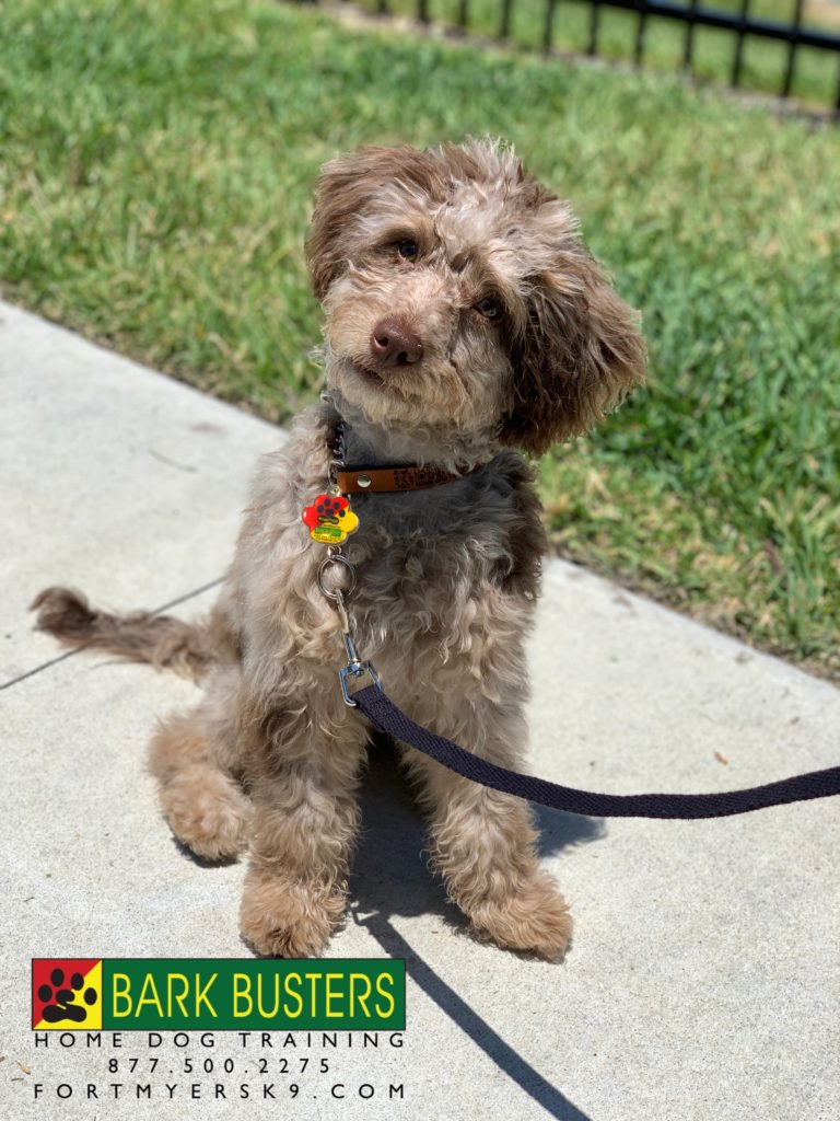 #miniaussiedoodle #aussiedoodle #fortmyersk9 #speakdogchangeyourlife