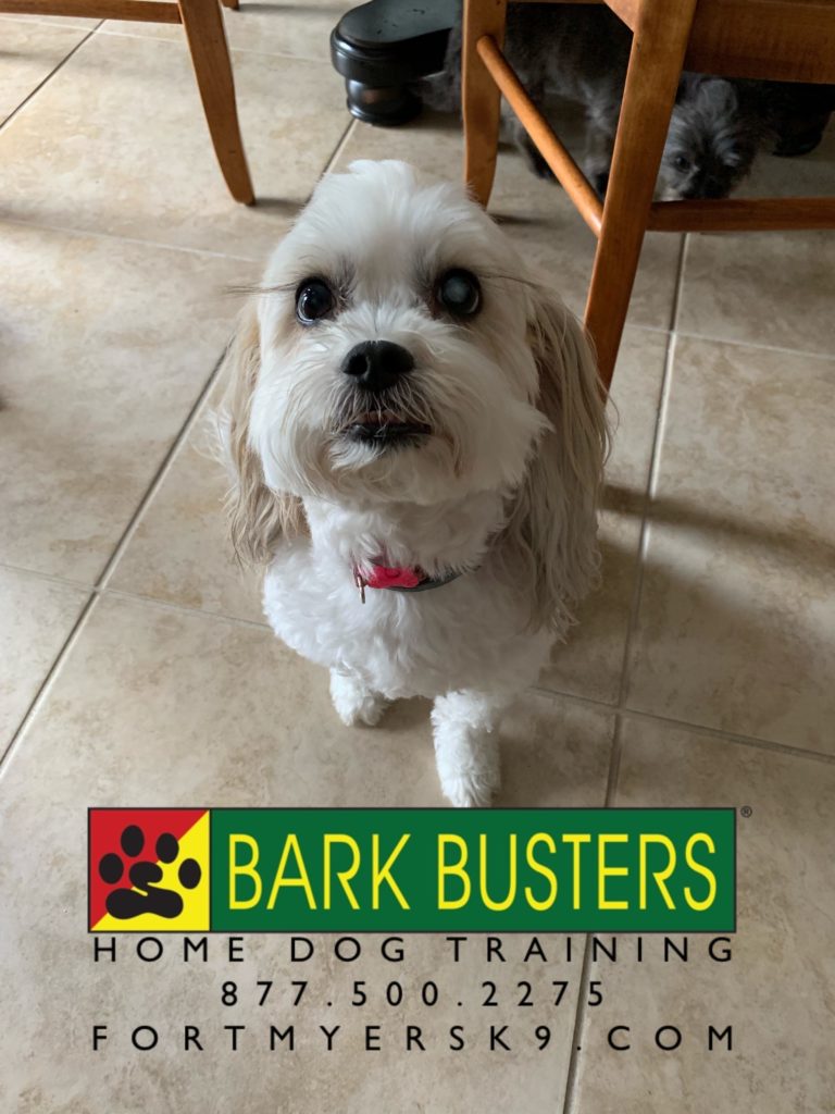 #dogsofbarkbusters #fortmyersk9 #barkbustersusa