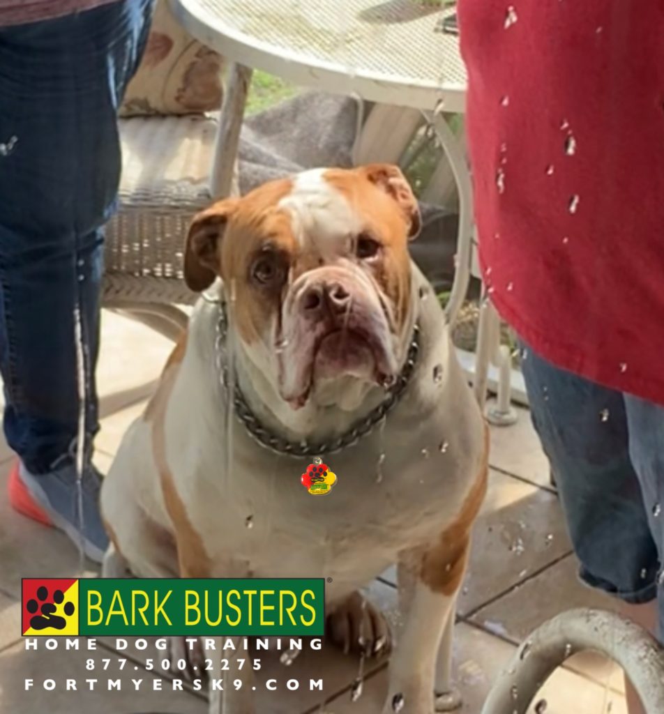 #americanbulldog #aggressivedogtraining #speakdogchangeyourlife #fortmyersk9 #barkbustersusa