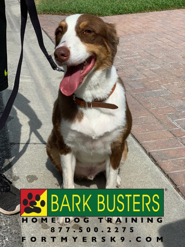 #miniaussie. #dogsofbarkbusters #australianshepherd #fortmyersk9 #speakdogchangeyourlife #speakdogbarkbusTera