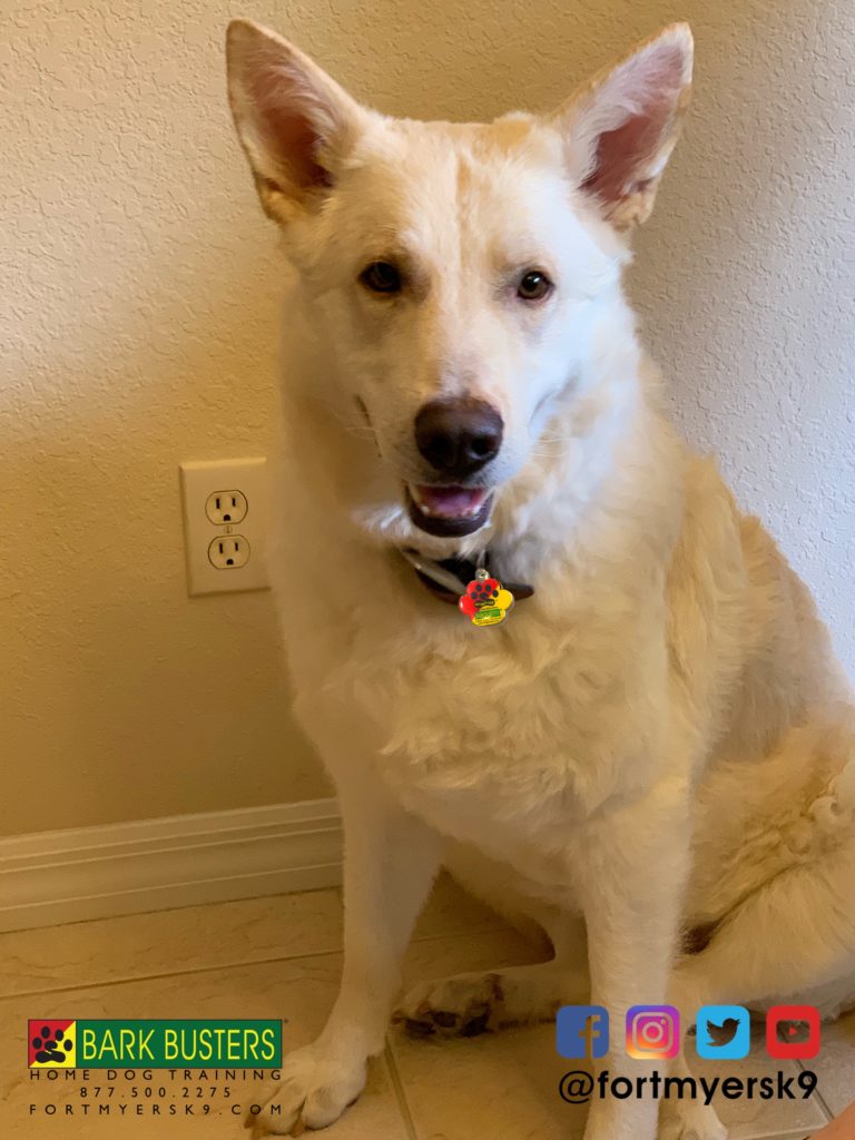 #germanshepherd #dogsofbarkbusters #fortmyersk9 #barkbustersusa