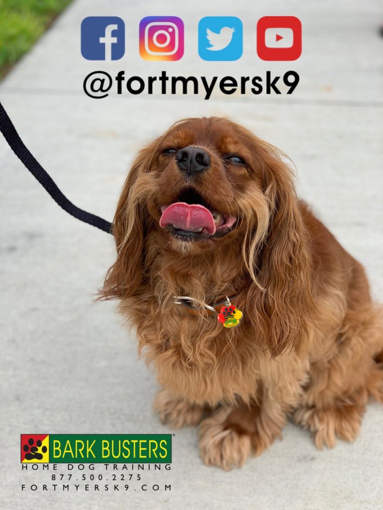 #cavalierkingcharlesspaniel #dogsofbarkbusters #speakdogchangeyourlife #barkbustersusa #fortmyersk9