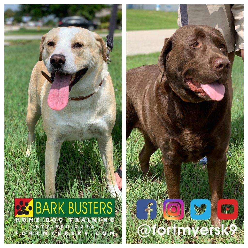 #dogsofbarkbusters #labradorretriever #speakdogchangeyourlife #labmix #speakdogbarkbusters #labtested #barkbustersusa #fortmyersk9
